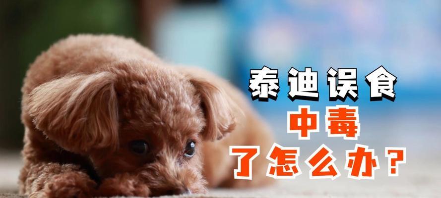 狗狗中毒（了解狗狗中毒的表现及应对方式）