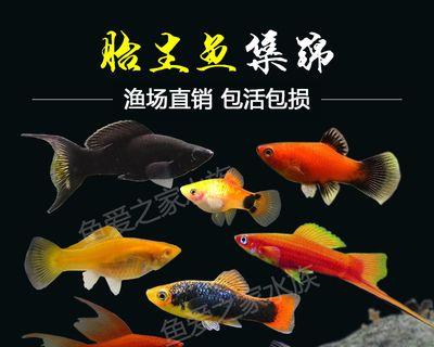 月光鱼肛门突出的独特特征与生物学意义（探索月光鱼肛门突出的形态、功能及进化起源）