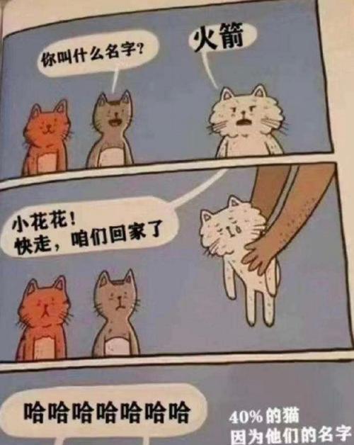 猫咪不叫的原因解析（揭秘猫咪安静的秘密和身心状态）
