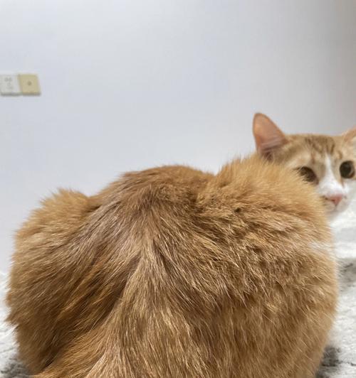 为什么猫会有烂屁股？（探索猫烂屁股现象的原因与解决方法）