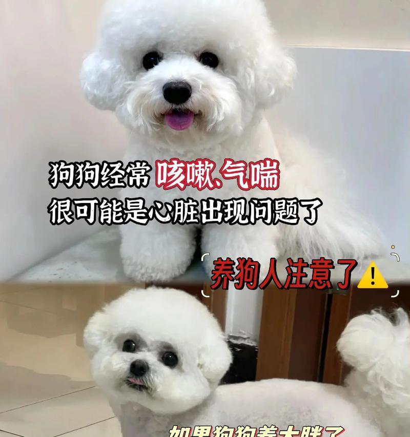 如何照顾老年泰迪——关爱您的忠实伴侣（老泰迪的健康与幸福全面指南）