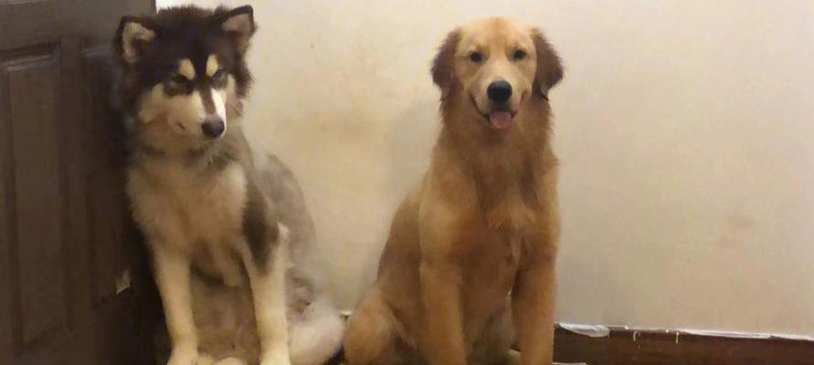 阿拉斯加犬的底吠（探究阿拉斯加犬底吠的含义及背后的意义）