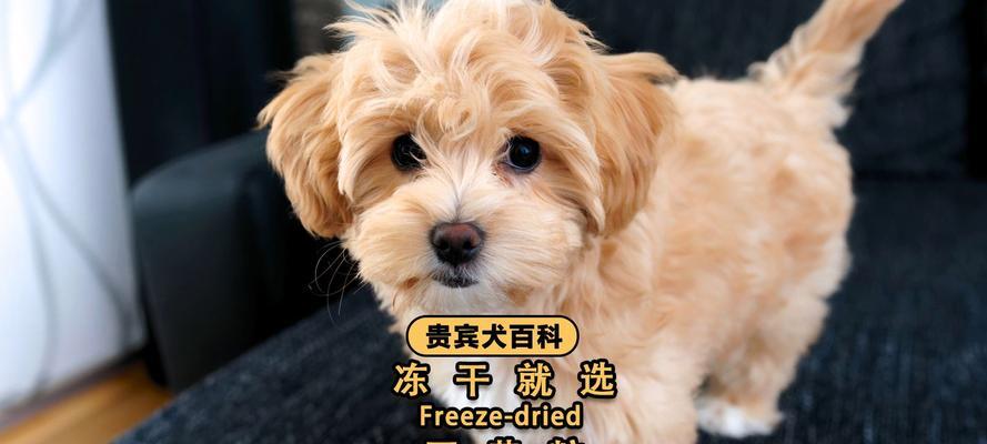为什么给狗狗吃蛋黄有益？（探索蛋黄在狗狗健康中的秘密）