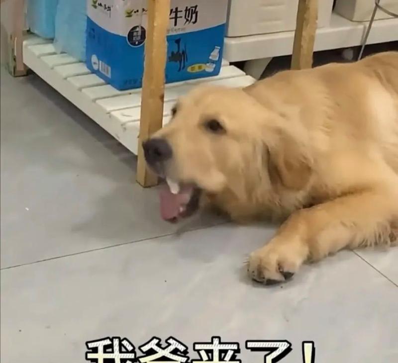 狗狗为何乱吃东西？（探寻狗狗乱吃东西的原因与解决方法）
