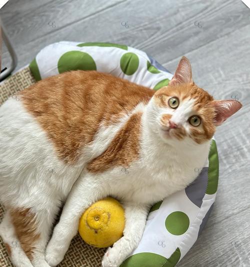 猫咪的敏感嗅觉（揭秘猫咪的嗅觉系统与它们害怕的气味）