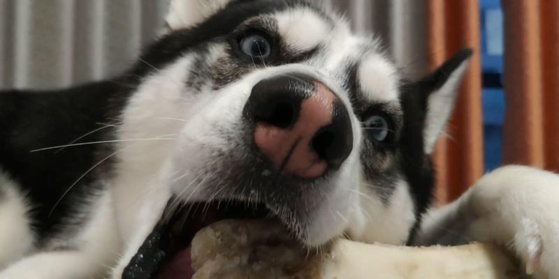 哈士奇四个月补钙吃什么好？（了解哈士奇生长需要及适合补钙的食物）