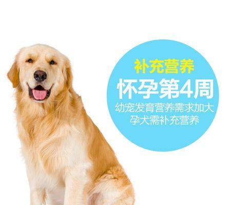 狗产后饮食的关键因素（为狗提供合理的营养是产后恢复的关键）