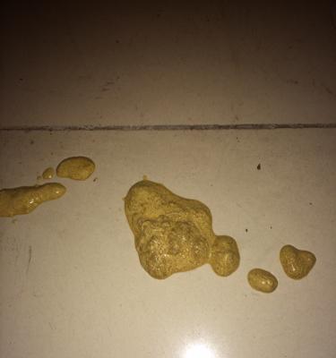 正常狗狗大便的特征与健康状况（了解狗狗的粪便样貌以保持其健康）