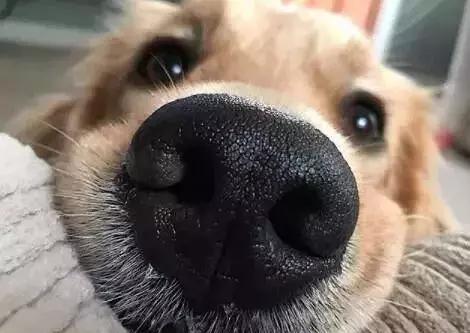 贵宾狗为何鼻子干燥？（探究贵宾狗鼻子干燥的原因及对健康的影响）