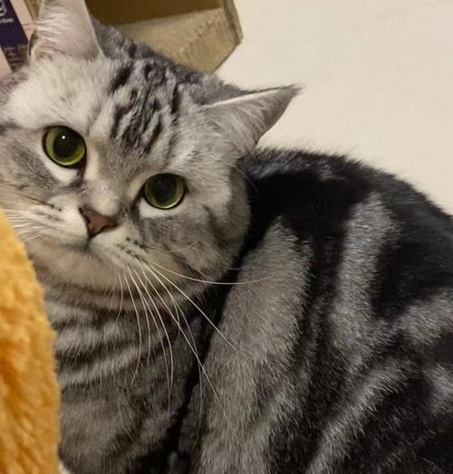 揭秘猫咪最害怕的事情（探索猫咪内心深处的恐惧——以猫最怕什么为主题的研究）