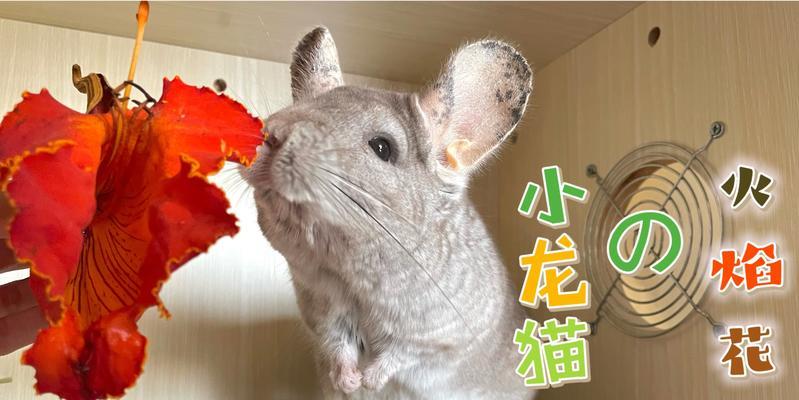 龙猫不喝水的原因及解决方法（揭秘龙猫不喝水的真相和正确喂养方式）
