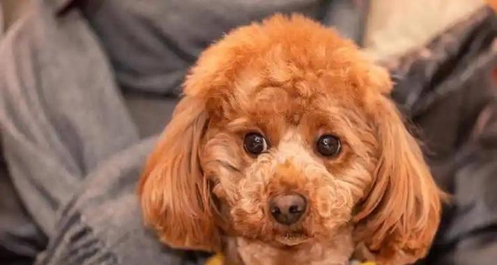 泰迪犬为何会有皮屑？（探究泰迪犬皮屑问题的原因和解决方法）