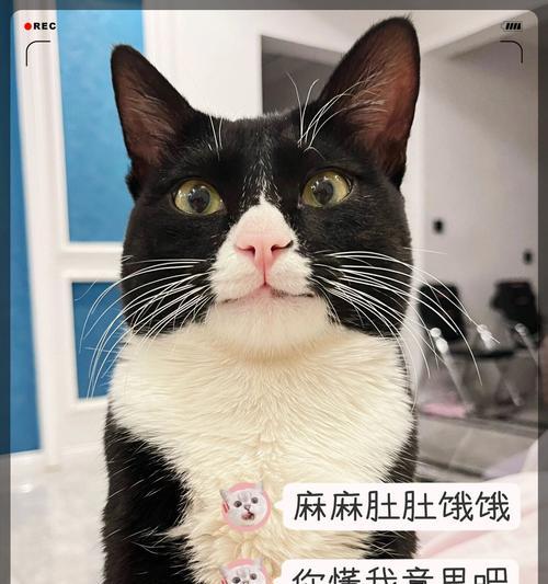 小猫拉稀该吃什么药？（解决小猫拉稀问题的有效药物推荐）