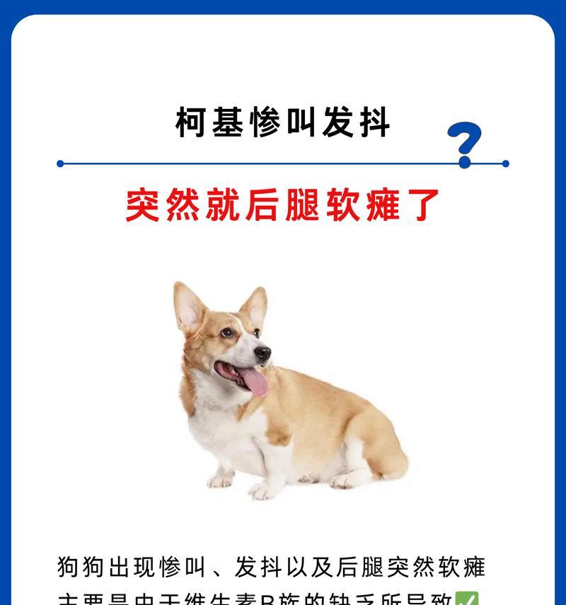 柯基犬为什么没有尾巴？（解析柯基犬没有尾巴的原因及背后的遗传学机制）