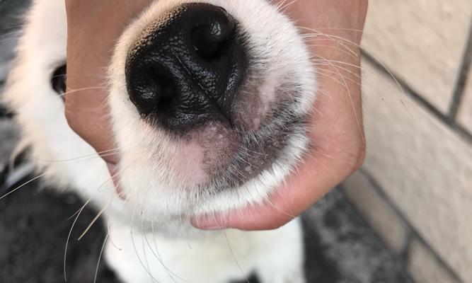 泰迪打完疫苗为什么会流口水？（疫苗接种后犬只流口水的原因及处理方法）