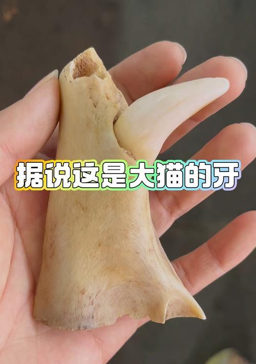 探秘一岁猫牙的特征与保健知识（了解成猫牙齿的形态和健康需求）