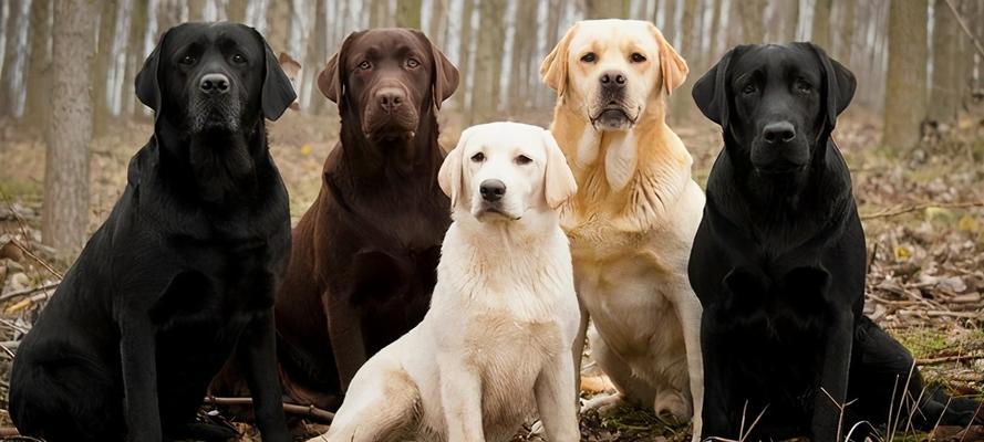 拉布拉多犬的毛色多样性及遗传机制（探索拉布拉多犬毛色遗传与表型关系）