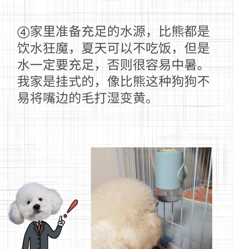 比熊4个月饮食指南（合理的饮食为你的比熊宝宝带来健康成长）
