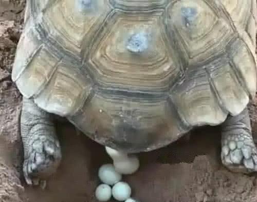 乌龟下蛋的奇特生态现象（探究乌龟产卵的习性与保护方式）
