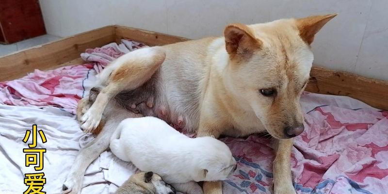 新生狗狗没有奶应该喂什么奶粉？（选择合适的奶粉关乎幼犬健康成长）
