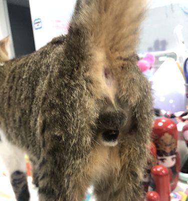 公猫绝育后为什么会出现大便问题？（探究公猫绝育后大便困扰的原因和解决方法）