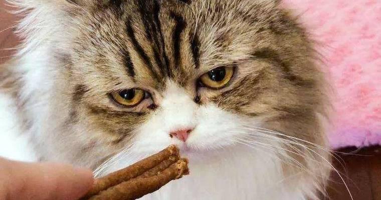 猫的喜好与厌恶（了解猫咪的口味与偏好，让你的宠物更加快乐）