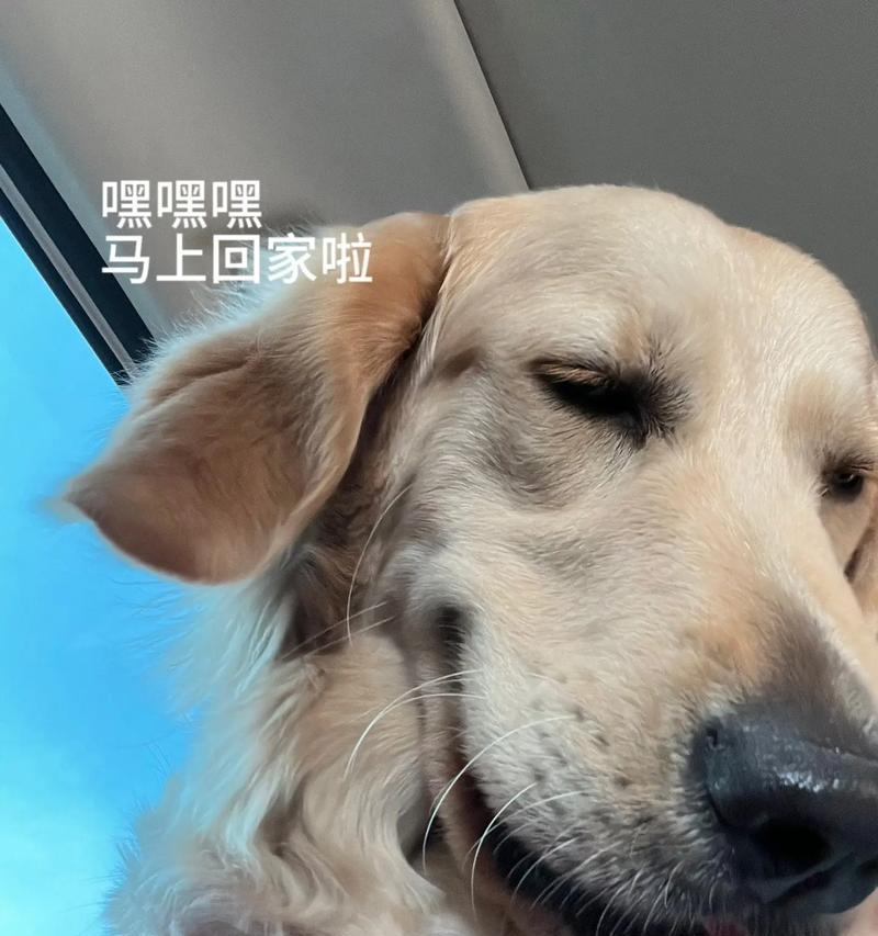 金毛犬（为什么金毛一直跟着我？（）