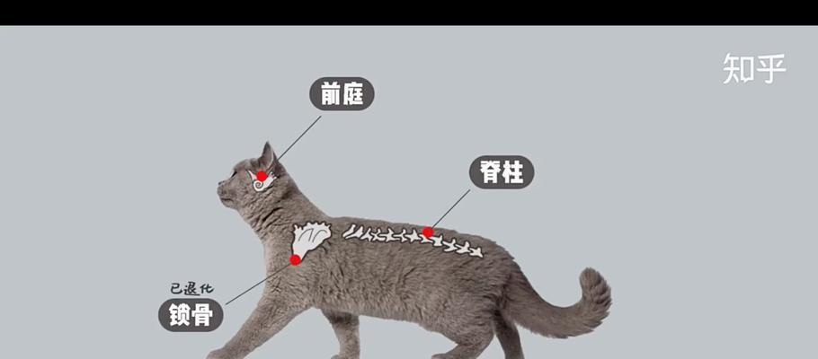 小猫为什么总甩脚？（探究小猫甩脚行为的原因与意义）