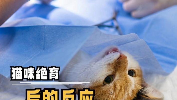 猫咪绝育后易发胖的原因及解决方法（探究为什么绝育猫咪容易发胖，以及如何帮助它们保持健康体重）
