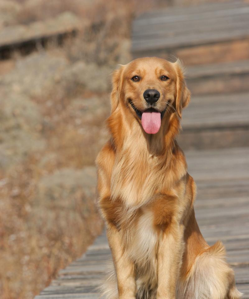 犬类中以嗅觉出众的三个品种（嗅觉灵敏度比肩探测设备，犬类世界的“嗅觉英雄”）