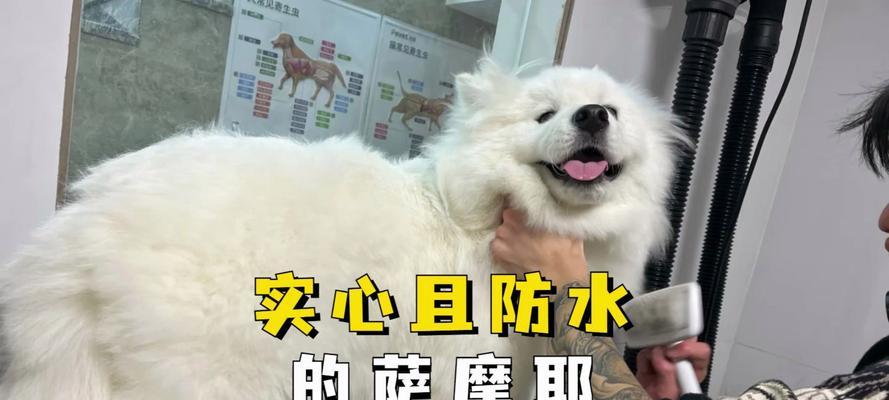 萨摩犬洗澡的最佳时间（养萨摩犬？你需要了解这个关键信息！）