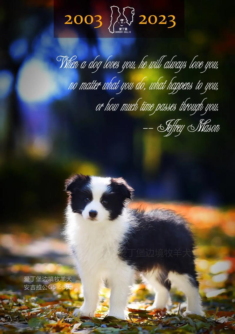 牧羊犬（探秘牧羊犬的本能和特质）