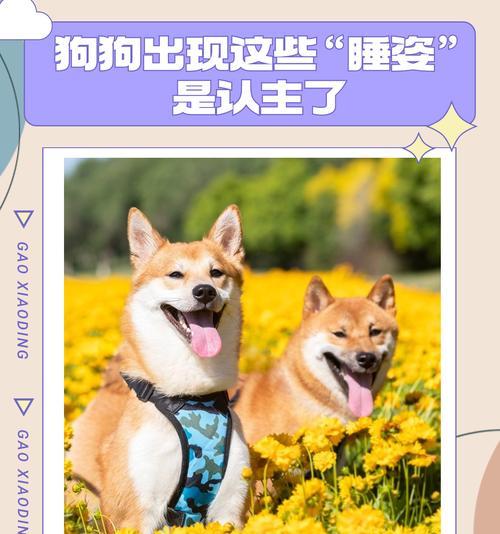 狗是如何认主的？（揭秘狗狗心灵的密码）