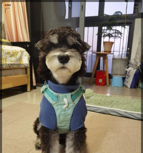 探究最适合雪纳瑞犬的毛色（雪纳瑞犬毛色之美与选择）