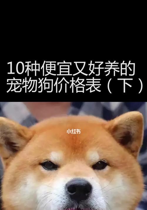 狗的饮食经济实惠又有营养（如何以最低成本给狗提供健康食物）