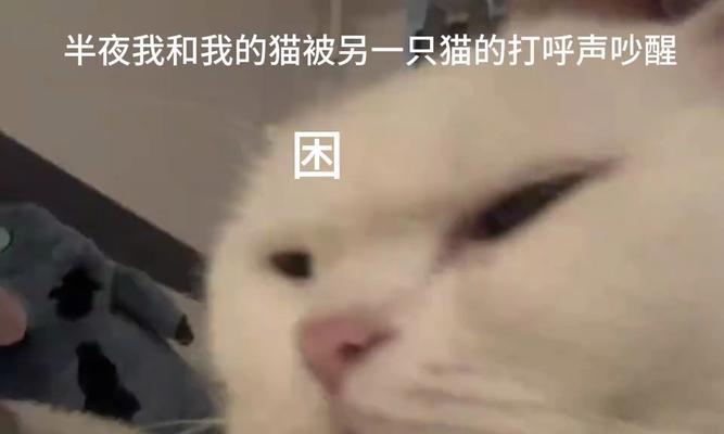 猫呼噜声的奥秘（了解猫呼噜声的意义与作用）