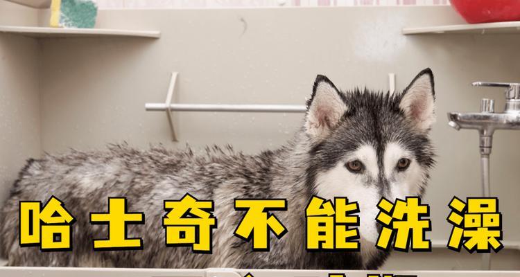 买回哈士奇应注意的重要事项（养哈士奇必须知道的关键要点）