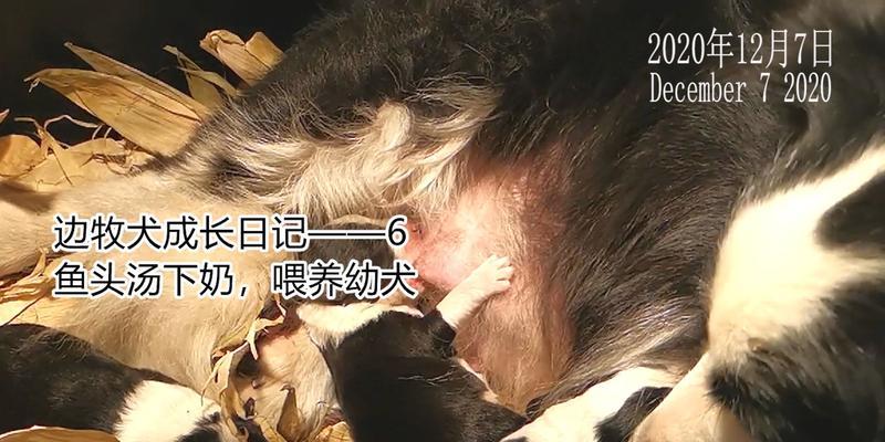 牧羊犬（以牧羊犬图片喂养的原因及好处）