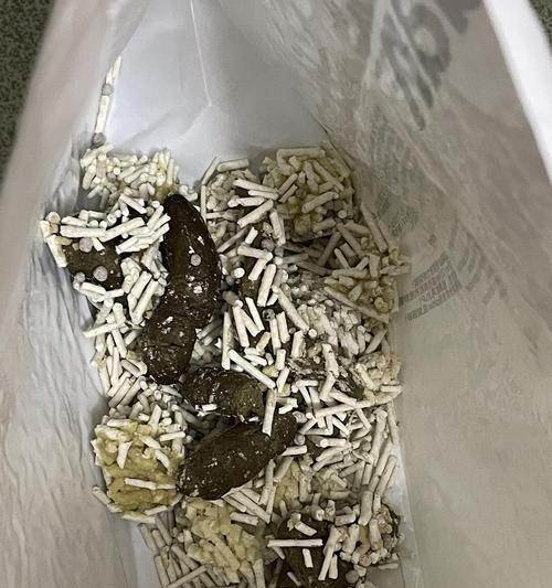 小猫粪便的特征与健康状况（探索小猫排便习惯的重要性及关键指标）