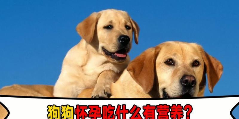 小狗怀孕期间饮食要注意的事项（了解小狗怀孕期间的饮食需求和禁忌）