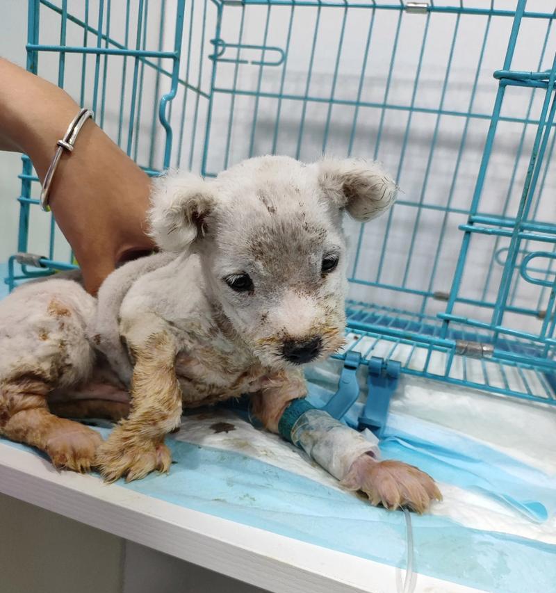 萨摩耶犬瘟，了解症状保护你的爱宠（全面了解萨摩耶犬瘟的症状，预防措施一览）