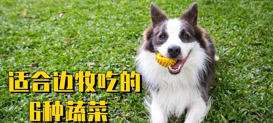 给狗狗喂食的健康选择——蔬菜（为宠物狗提供营养均衡的蔬菜饮食）
