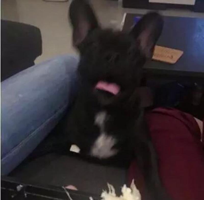 狗狗的饮食之道（探索狗狗吐喝的种种趣事）