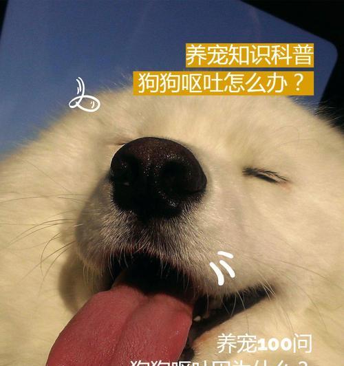 狗狗呕吐的原因分析（探究狗狗呕吐的主要原因及应对方法）