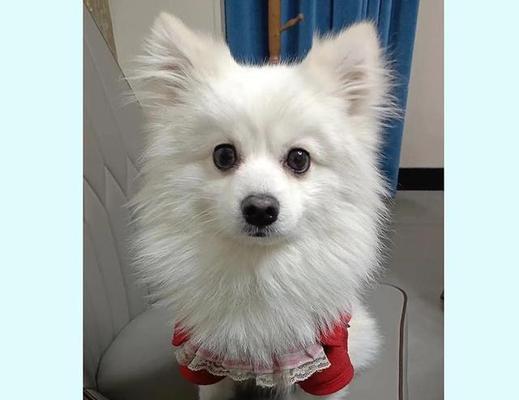 博美犬为何经常夹着尾巴毛？（解析博美犬尾巴毛夹着的原因与处理方法）