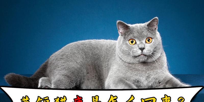 揭秘猫咪变瘦的原因（从饮食到运动，瘦身秘诀一网打尽）