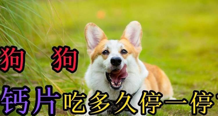 狗狗如何补充钙质？（探索狗狗饮食中的钙质需求及补充方法）
