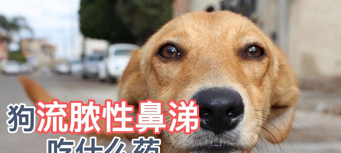 如何治疗狗身上的脓包（药物治疗是关键，不可忽视的狗病问题）