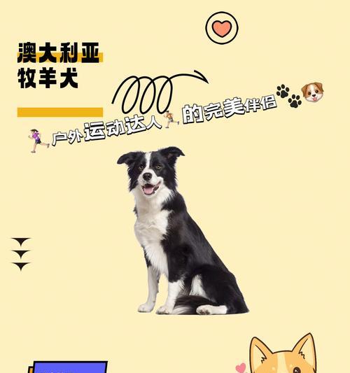 牧羊犬下狗的特点（探索牧羊犬下狗的智慧与能力）