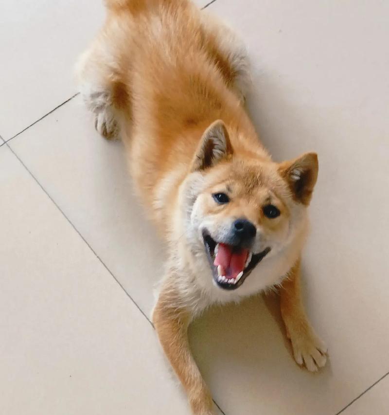 二个月的柴犬的饮食需求（了解二个月大柴犬的饮食习惯和营养需求，让它健康成长）